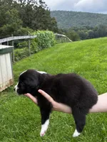 Male , a male Australian Shepherd for sale in Max Meadows, VA – 2 of 2