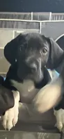 Dj , a male Great Dane for sale in Carbondale, IL – 2 of 5