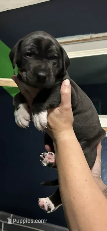 Dj  – Great Dane puppy for sale in Carbondale, IL