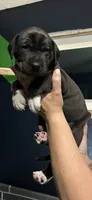 Dj , a male Great Dane for sale in Carbondale, IL – 1 of 5
