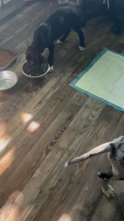 Harriet , a female Great Dane for sale in Carbondale, IL – 4 of 4