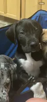 Dj , a male Great Dane for sale in Carbondale, IL – 3 of 5