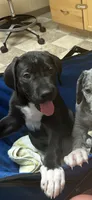 Harriet , a female Great Dane for sale in Carbondale, IL – 3 of 4