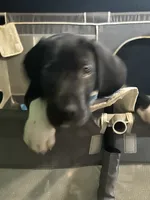 Harriet , a female Great Dane for sale in Carbondale, IL – 2 of 4