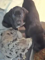 Dj , a male Great Dane for sale in Carbondale, IL – 4 of 5
