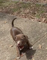 Remi, a female American Bully for sale in Albany, GA – Photo 1 of 3