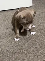 Remi, a female American Bully for sale in Albany, GA – Photo 3 of 3