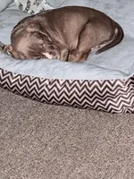Remi, a female American Bully for sale in Albany, GA – Photo 2 of 3