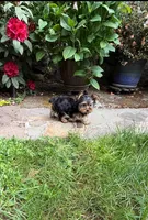 Girl AKC, a female Yorkshire Terrier for sale in Vancouver, WA – 2 of 5