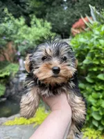 Girl AKC, a female Yorkshire Terrier for sale in Vancouver, WA – 3 of 5