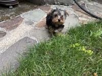 Girl AKC, a female Yorkshire Terrier for sale in Vancouver, WA – 5 of 5