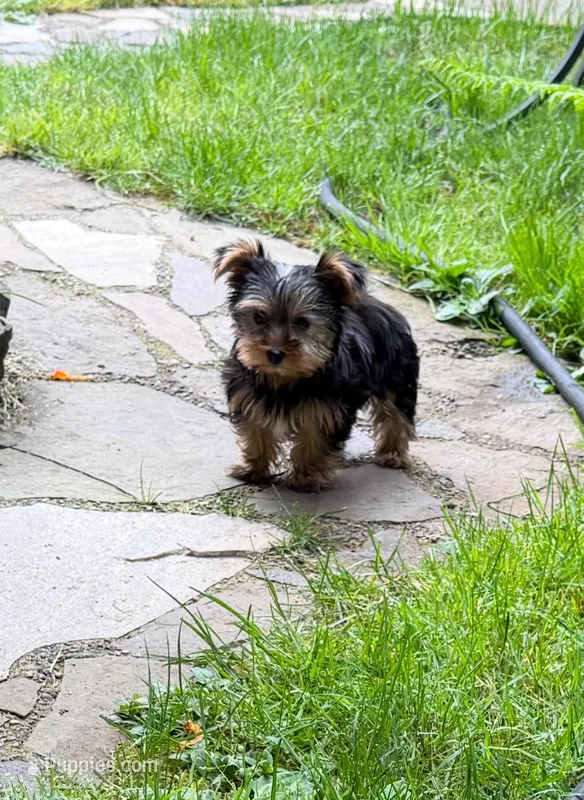 Girl AKC – Yorkshire Terrier puppy for sale in Vancouver, WA