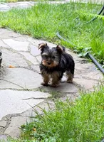 Girl AKC, a female Yorkshire Terrier for sale in Vancouver, WA – 1 of 5