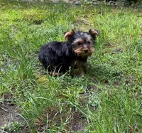 Girl AKC, a female Yorkshire Terrier for sale in Vancouver, WA – 4 of 5