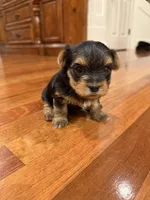 Girl AKC, a female Yorkshire Terrier for sale in Vancouver, WA – Photo 4 of 10