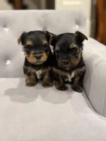 Girl AKC, a female Yorkshire Terrier for sale in Vancouver, WA – Photo 3 of 10