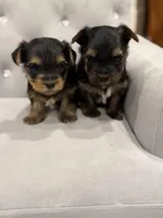 Girl AKC, a female Yorkshire Terrier for sale in Vancouver, WA – Photo 5 of 10