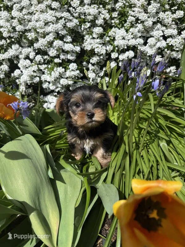 Girl AKC – Yorkshire Terrier puppy for sale in Vancouver, WA