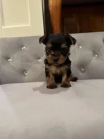 Girl AKC, a female Yorkshire Terrier for sale in Vancouver, WA – Photo 2 of 10