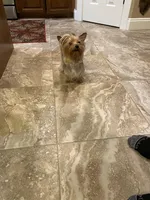 Girl AKC, a female Yorkshire Terrier for sale in Vancouver, WA – Photo 8 of 10