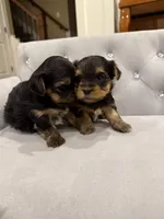 Girl AKC, a female Yorkshire Terrier for sale in Vancouver, WA – Photo 6 of 10