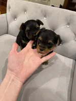 Girl AKC, a female Yorkshire Terrier for sale in Vancouver, WA – Photo 7 of 10