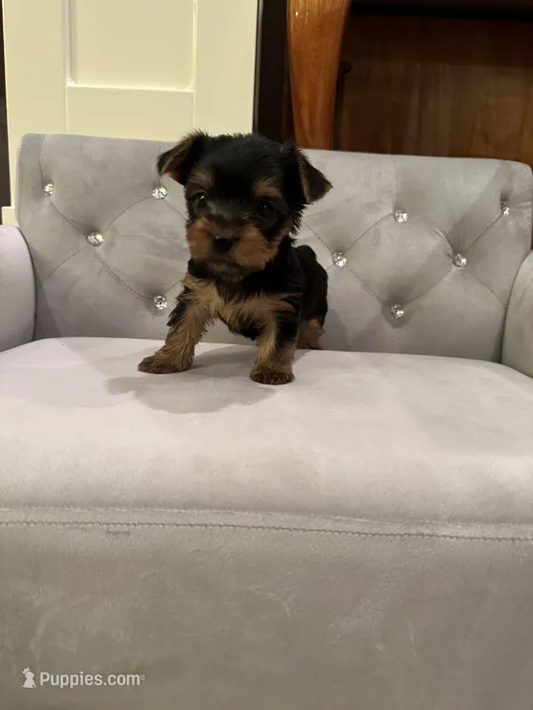 Girl AKC – Yorkshire Terrier puppy for sale in Vancouver, WA