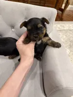 Boy AKC, a male Yorkshire Terrier for sale in Vancouver, WA – Photo 7 of 10