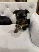 Boy AKC, a male Yorkshire Terrier for sale in Vancouver, WA – Photo 3 of 10