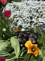 Boy AKC, a male Yorkshire Terrier for sale in Vancouver, WA – Photo 2 of 8