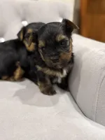 Boy AKC, a male Yorkshire Terrier for sale in Vancouver, WA – Photo 6 of 10