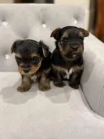 Boy AKC, a male Yorkshire Terrier for sale in Vancouver, WA – Photo 4 of 10