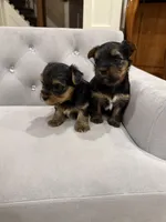 Boy AKC, a male Yorkshire Terrier for sale in Vancouver, WA – Photo 8 of 10