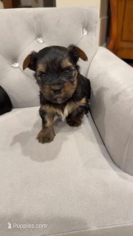 Boy AKC, a male Yorkshire Terrier for sale in Vancouver, WA – Photo 1 of 10