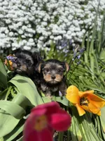 Boy AKC, a male Yorkshire Terrier for sale in Vancouver, WA – Photo 1 of 8