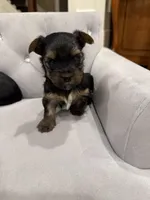 Boy AKC, a male Yorkshire Terrier for sale in Vancouver, WA – Photo 2 of 10