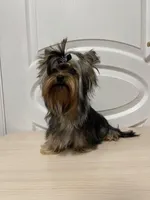 Boy AKC, a male Yorkshire Terrier for sale in Vancouver, WA – Photo 10 of 10