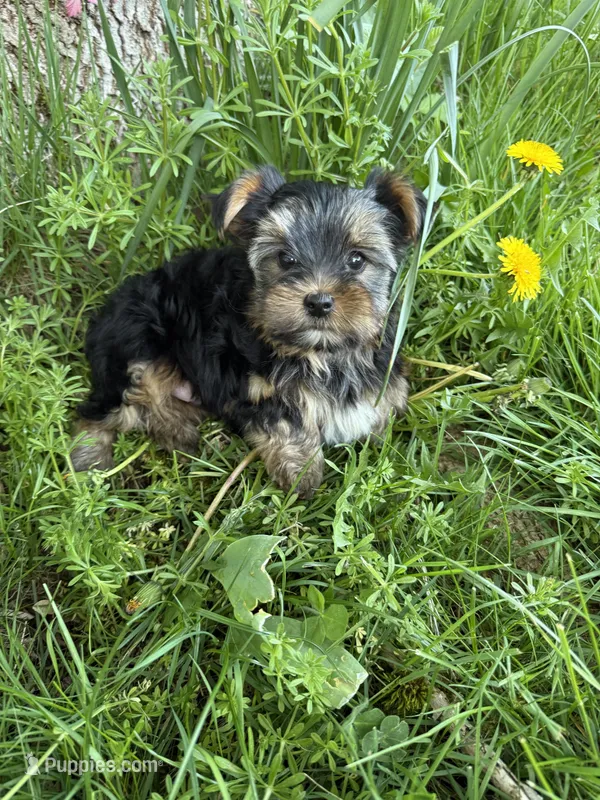 Boy AKC – Yorkshire Terrier puppy for sale in Vancouver, WA