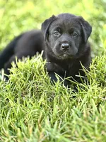 Yellow Collar, a male German Shepherd Dog and Labrador Retriever for sale in Andreas, PA – 1 of 3