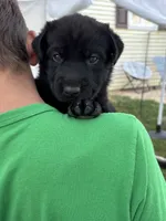 Orange Collar , a male German Shepherd Dog and Labrador Retriever for sale in Andreas, PA – 3 of 3
