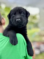 Orange Collar , a male German Shepherd Dog and Labrador Retriever for sale in Andreas, PA – 2 of 3