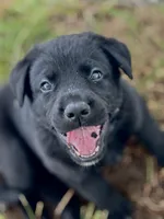 Blue Collar , a male German Shepherd Dog and Labrador Retriever for sale in Andreas, PA – 2 of 5