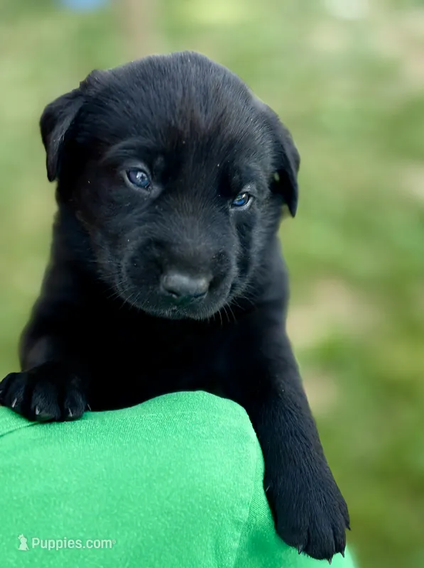 Orange Collar  – German Shepherd Dog, Labrador Retriever puppy for sale in Andreas, PA