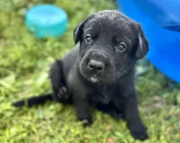 Blue Collar , a male German Shepherd Dog and Labrador Retriever for sale in Andreas, PA – 1 of 5