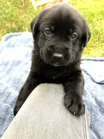 Yellow Collar, a male German Shepherd Dog and Labrador Retriever for sale in Andreas, PA – 3 of 3