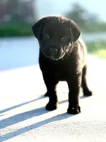 Blue Collar , a male German Shepherd Dog and Labrador Retriever for sale in Andreas, PA – 3 of 5