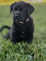 Yellow Collar, a male German Shepherd Dog and Labrador Retriever for sale in Andreas, PA – 2 of 3