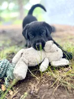 Blue Collar , a male German Shepherd Dog and Labrador Retriever for sale in Andreas, PA – 5 of 5