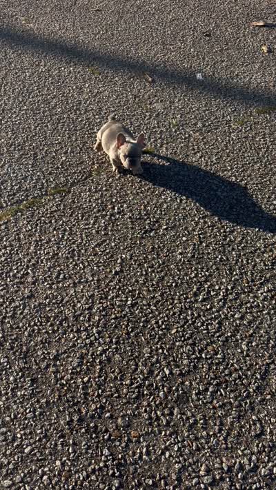 Da$ani, a male French Bulldog for sale in Columbia, SC – 2 of 2