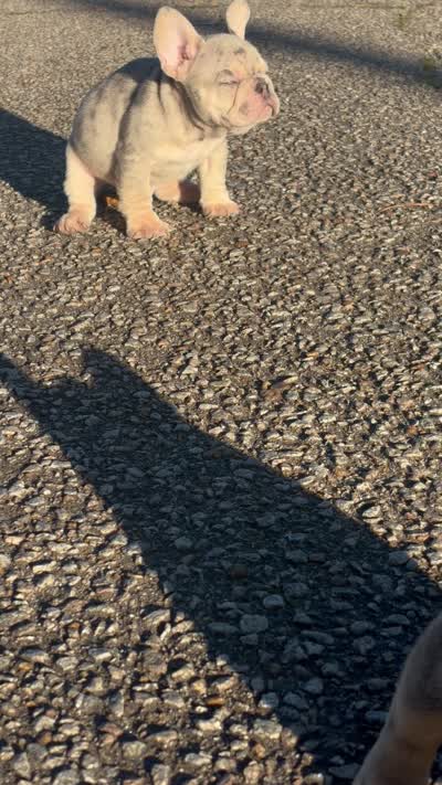 Da$ani, a male French Bulldog for sale in Columbia, SC – 1 of 2